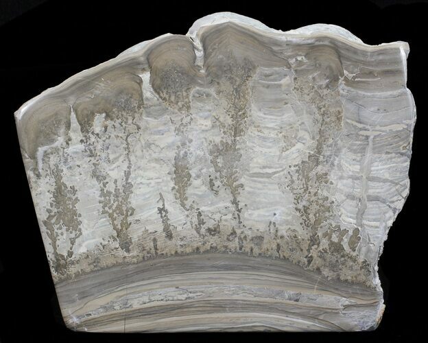 Triassic Aged Stromatolite Fossil - England #67422